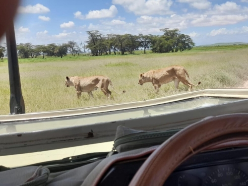 Game-drive